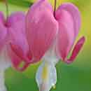 Bleeding Heart Flowers