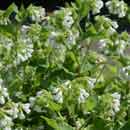 Comfrey Flowers