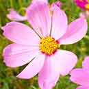 Cosmos Flowers