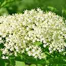 Elderflower Flowers