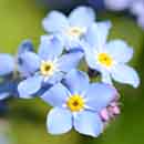 Forget Me Not Flowers