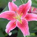 Lily Stargazer Flower