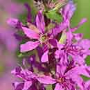 Close up of a Loosestrife flower