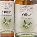 Olive Bach Flower Remedy