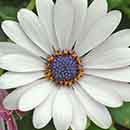 Osteospermum Flower