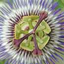 Passionflower