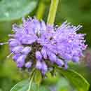 Pennyroyal Flower