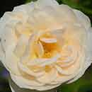 Perdita Rose Flower