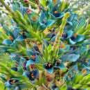 Puya Flowers