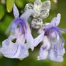 Rosemary Flowers