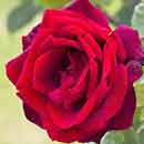 Ruby Red Rose Flower