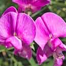 Sweet Pea Flowers