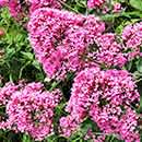 Valerian Flowers