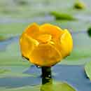 Water Lily Flowers