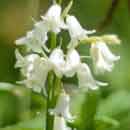 White Bluebell Flowers