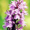 Wild Orchid Flowers