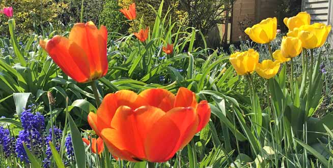 Tulip Flowers