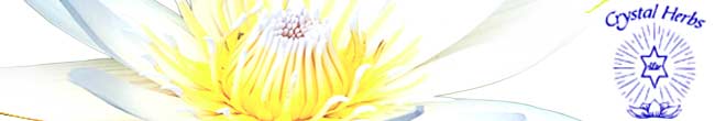 E-Light Newsletter