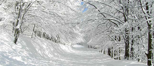 Snowy Trees