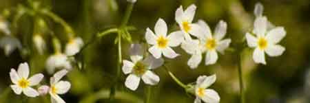 Water Violet Flower