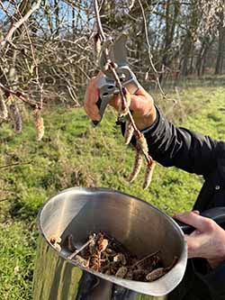 A picture of Aspen flowers being added to a saucepan while making a mother essence