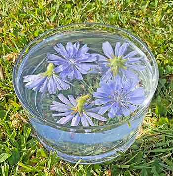 A bowl of Chicory flowers potentising in the sun