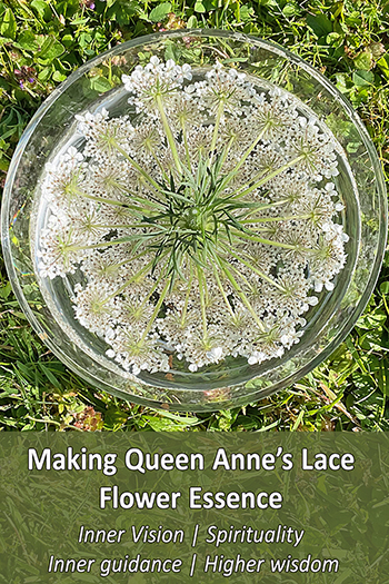 Queen Anne's Lace being made by the Sun Method of essence making. Queen Anne's Lace flowers in a bowl - sun method of potentisation