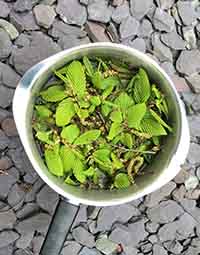 Hornbeam being made by Dr. Bach's Boiling Method of essence making. Hornbeam in a pan - boiling method