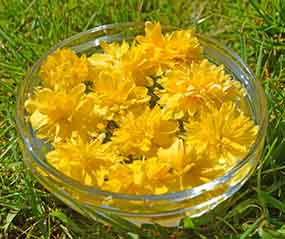 Kerria flowers in a bowl - making a flower essence mother tincture