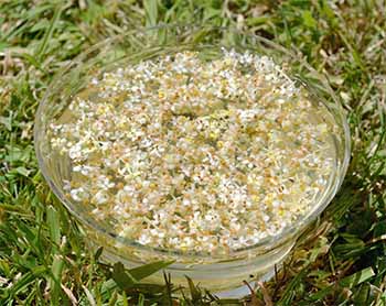 Making an Olive Bach Remedy Making a Bach Flower Remedy mother tincture - Olive flowers potentising in a bowl in the sun