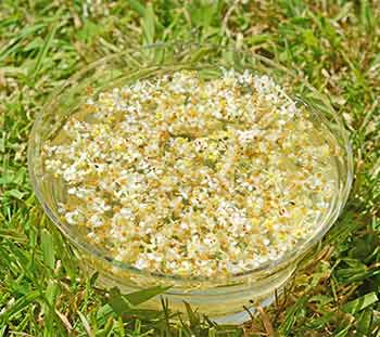 Olive flowers potentising in a bowl - the making process