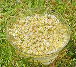 Olive being made by the Sun Method of essence making. Olive flowers in a bowl - sun method of potentisation