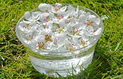 Making Pear Flower Essence - flowers in a bowl potenising in the sun