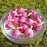 Bleeding Heart Flower - Single Flower Essences Bleeding Heart Flower - Single Flower Essences