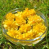 Kerria Flowers potentsing in a bowl