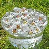 Pear Flowers potentsing in a bowl