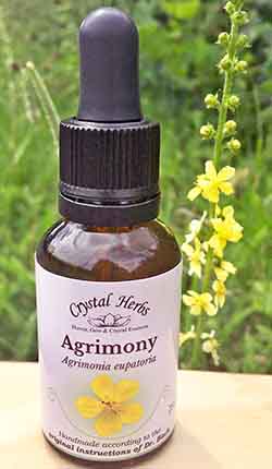 A bottle of Agrimony with an Agrimony flower