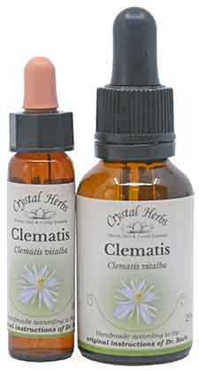 Clematis Bach Flower Remedies - 10ml and 25ml bottles