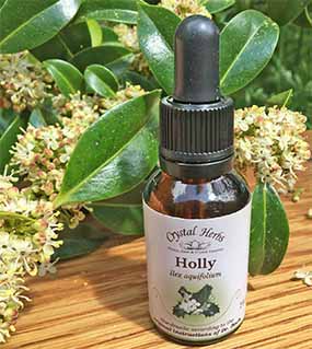 A bottle of Honeysuckle Bach Remedy with Holly flowers in the background