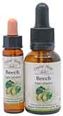 Beech Bach Flower Remedy 10ml and 25ml bottles of Beech Bach Flower Remedy