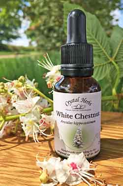 White Chestnut flowers and Remedy