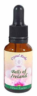 Bells of Ireland Flower Essence Bells of Ireland Flower Essence