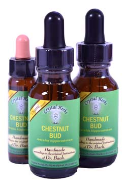 Chestnut Bud - Bach Flower Remedies Chestnut Bud - Bach Flower Remedies