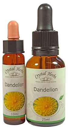 Dandelion Flower Essences - 10ml and 25ml bottles