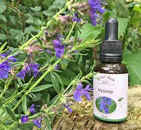 Hyssop Flower amongst beautiful Hyssop flowers