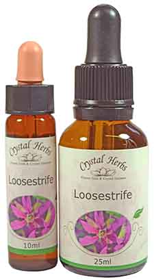 Loosestrife Flower Essence