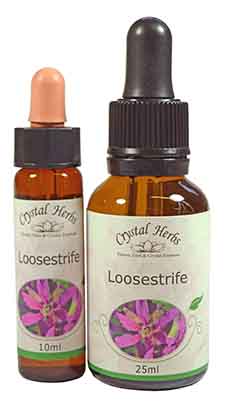 A 10ml and 25ml bottle of Loosestrife Essence