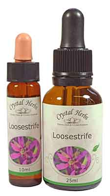 Loosestrife Flower Essences A 10ml and 25ml bottle of Loosestrife Essence