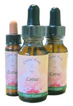 Lotus Flower Essence