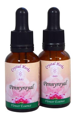 Ruby Essence Pennyroyal Flower Essence